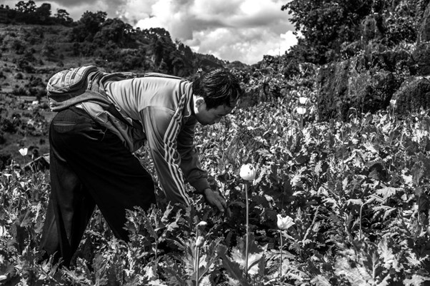 An opium field in Kayah State, Myanamar